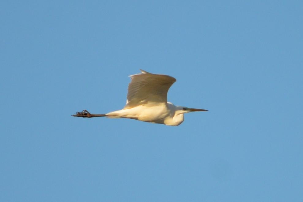 Grande Aigrette Ardea alba Linnaeus, 1758