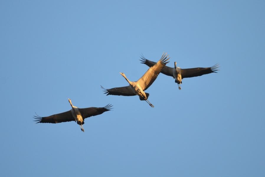 Grue cendrée Grus grus (Linnaeus, 1758)
