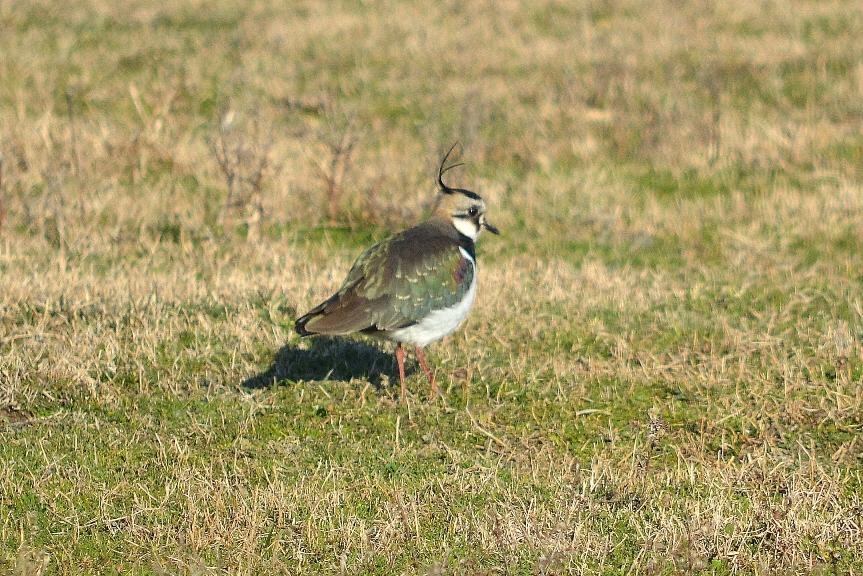 Vanneau huppé Vanellus vanellus (Linnaeus, 1758)