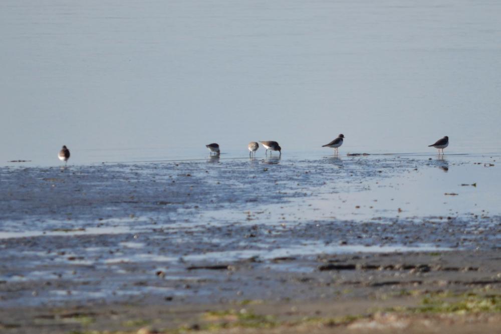 Grand Gravelot Charadrius hiaticula Linnaeus, 1758