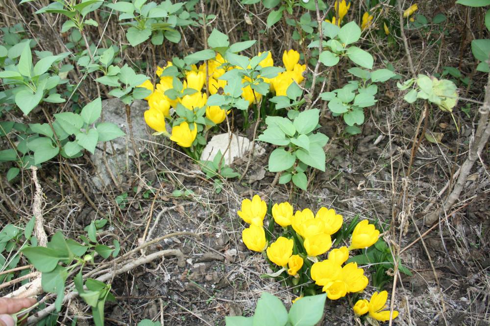 Stenbergie jaune, Vendangeuse jaune Sternbergia lutea (L.) Ker Gawl. ex Spreng., 1825