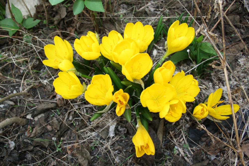 Stenbergie jaune, Vendangeuse jaune Sternbergia lutea (L.) Ker Gawl. ex Spreng., 1825