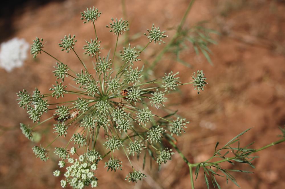 Falcaire de Rivin Falcaria vulgaris Bernh., 1800