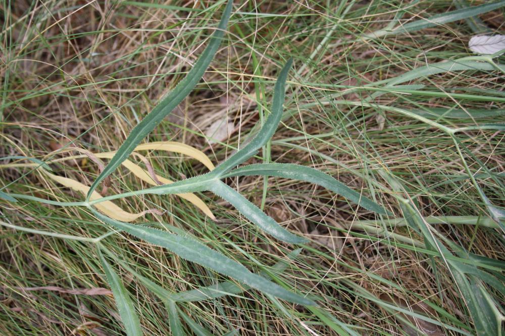Falcaire de Rivin Falcaria vulgaris Bernh., 1800