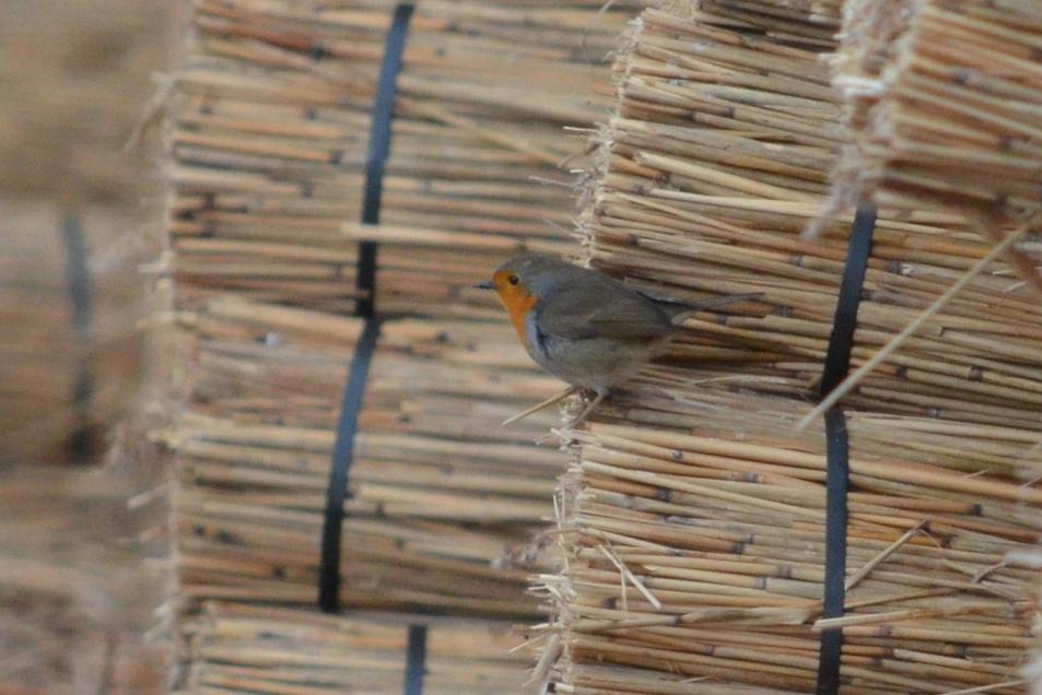 Rougegorge familier Erithacus rubecula (Linnaeus, 1758)