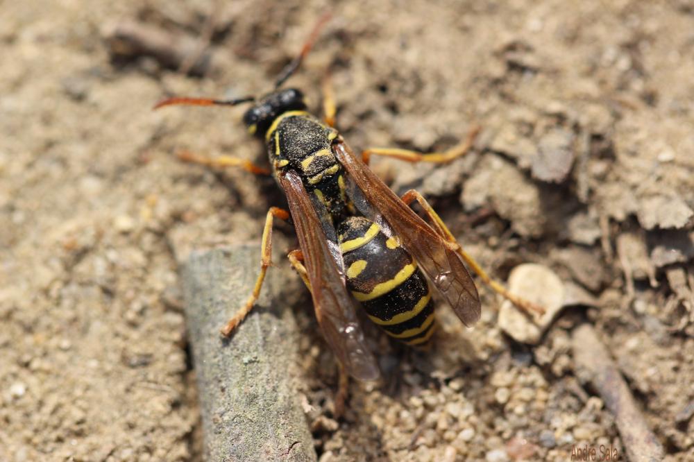 Polistes Latreille, 1802
