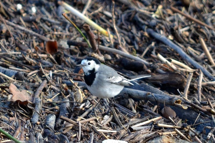 Bergeronnette grise Motacilla alba Linnaeus, 1758