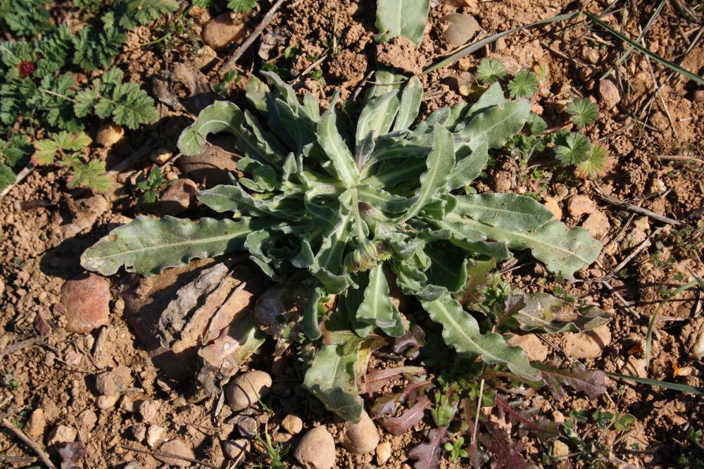 Souci des champs, Gauchefer Calendula arvensis L., 1763