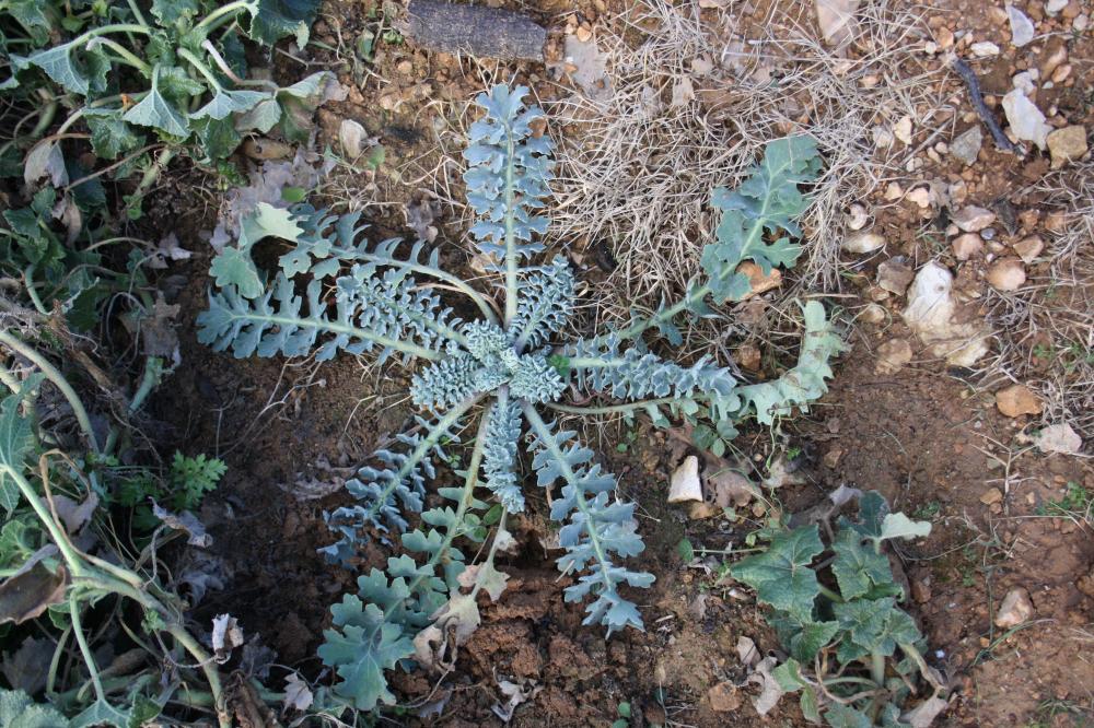 Glaucière jaune, Pavot jaune des sables Glaucium flavum Crantz, 1763