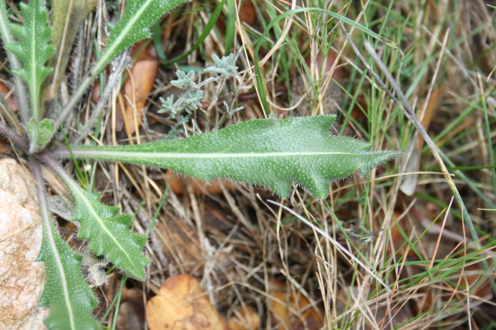 Lunetière lisse, Biscutelle commune Biscutella laevigata L., 1771