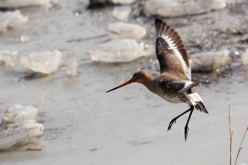 Barge à queue noire Limosa limosa (Linnaeus, 1758)