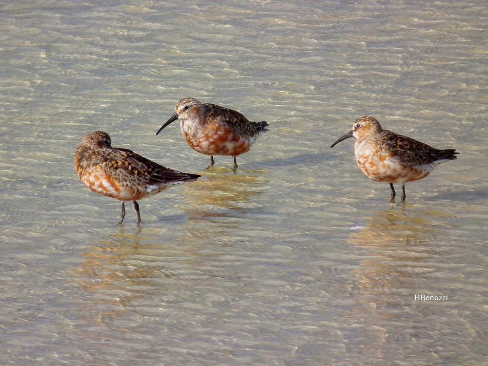 Bécasseau cocorli Calidris ferruginea (Pontoppidan, 1763)