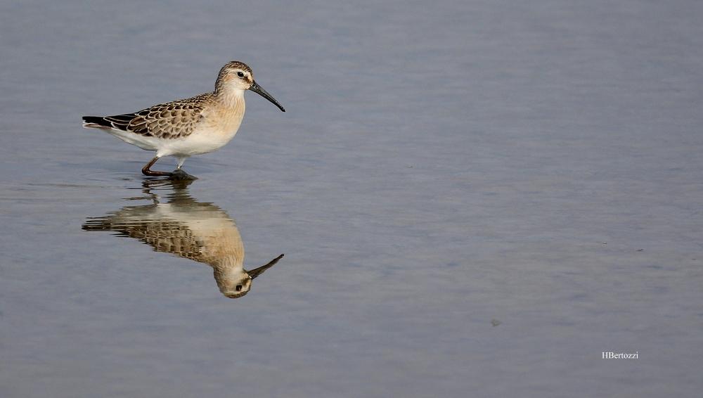 Bécasseau cocorli Calidris ferruginea (Pontoppidan, 1763)