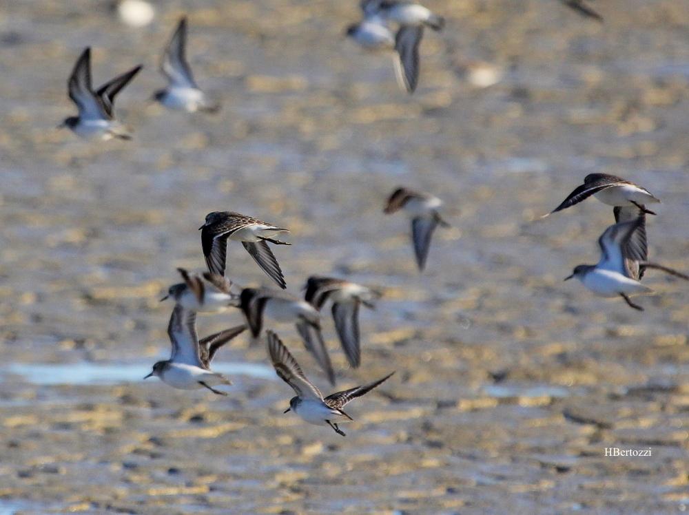 Bécasseau minute Calidris minuta (Leisler, 1812)