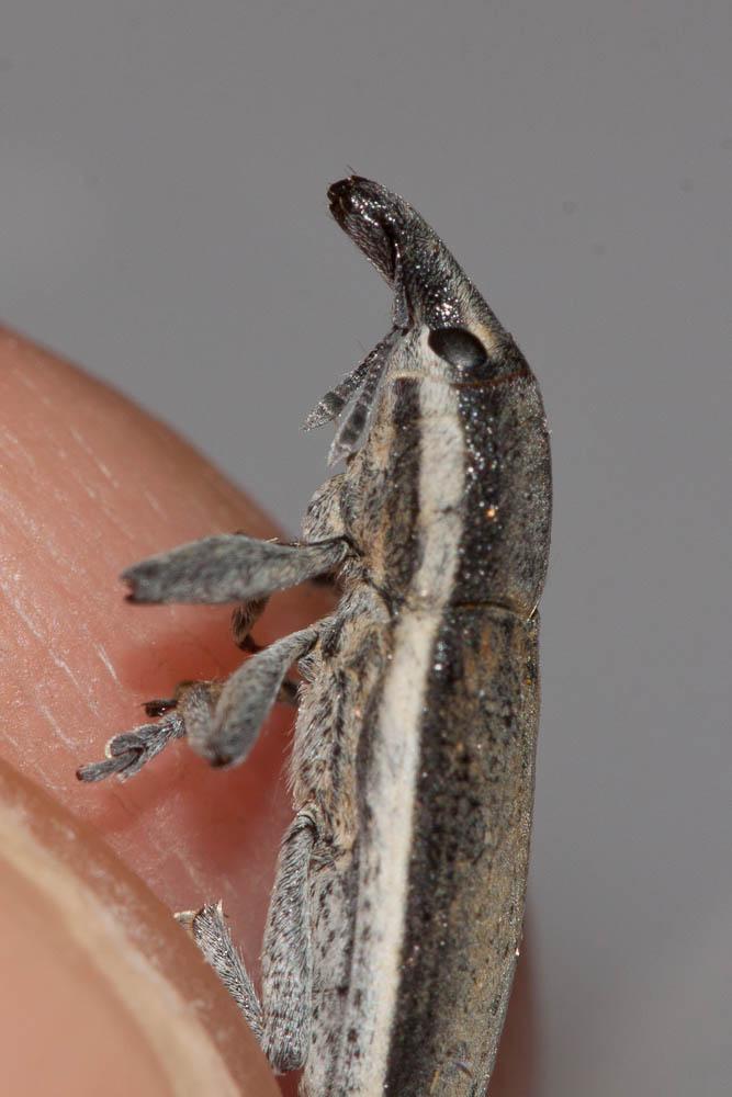  Lixus albomarginatus Boheman, 1842