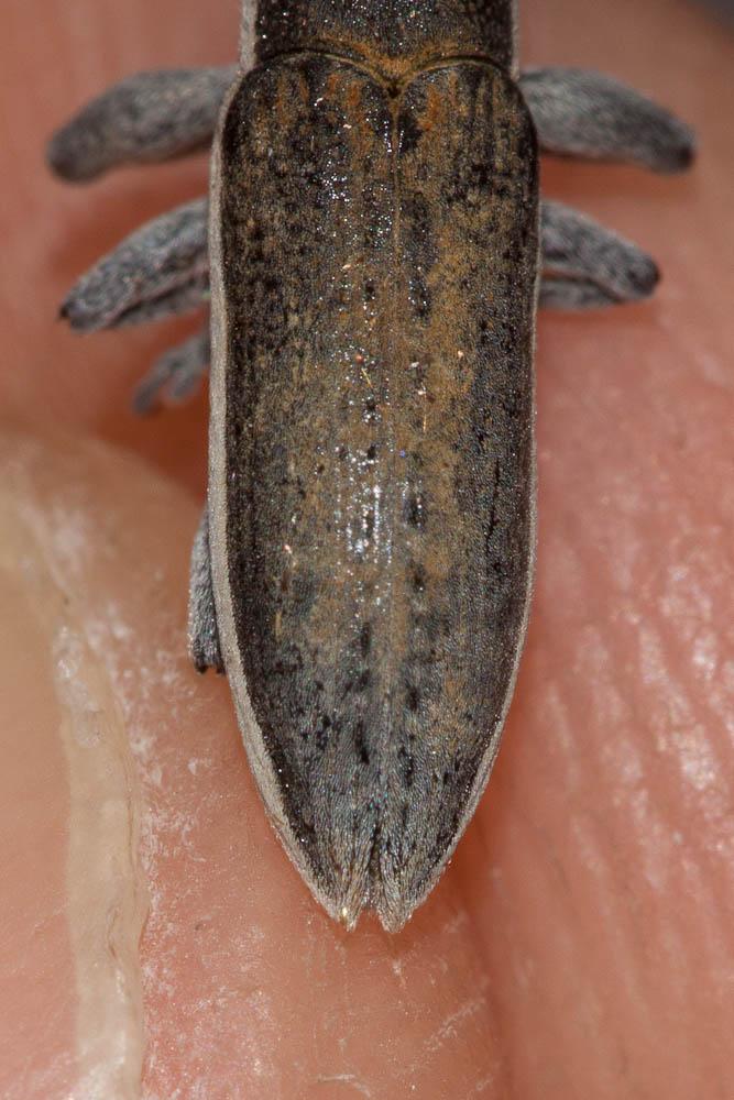 Lixus albomarginatus Boheman, 1842