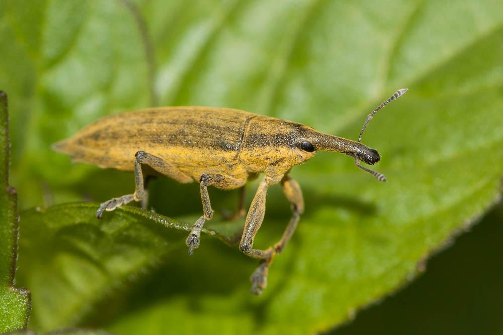 Lixe des ombellifères Lixus iridis Olivier, 1807