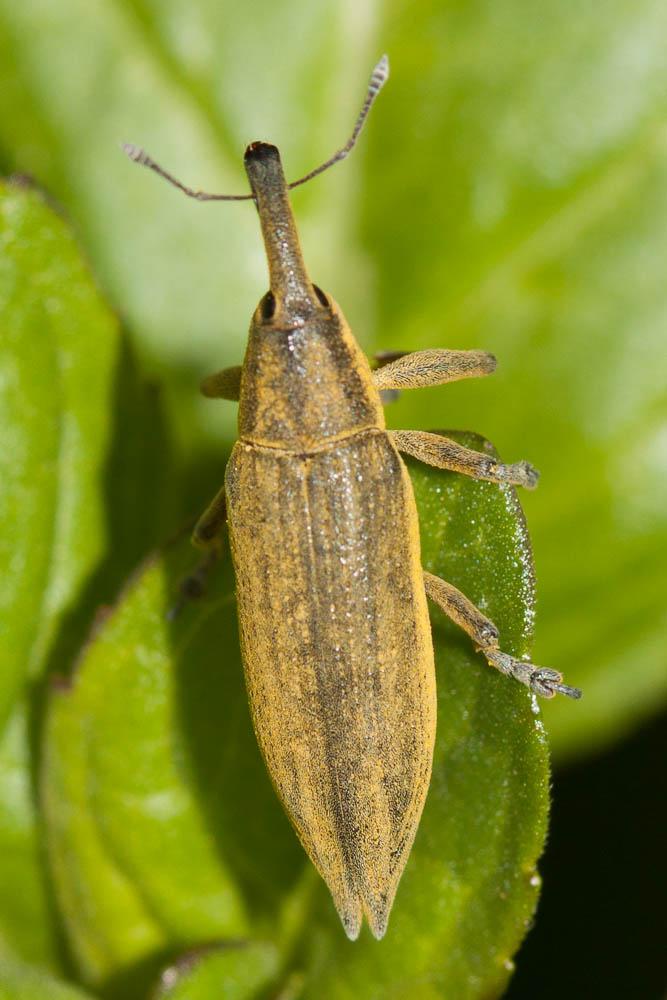 Lixe des ombellifères Lixus iridis Olivier, 1807