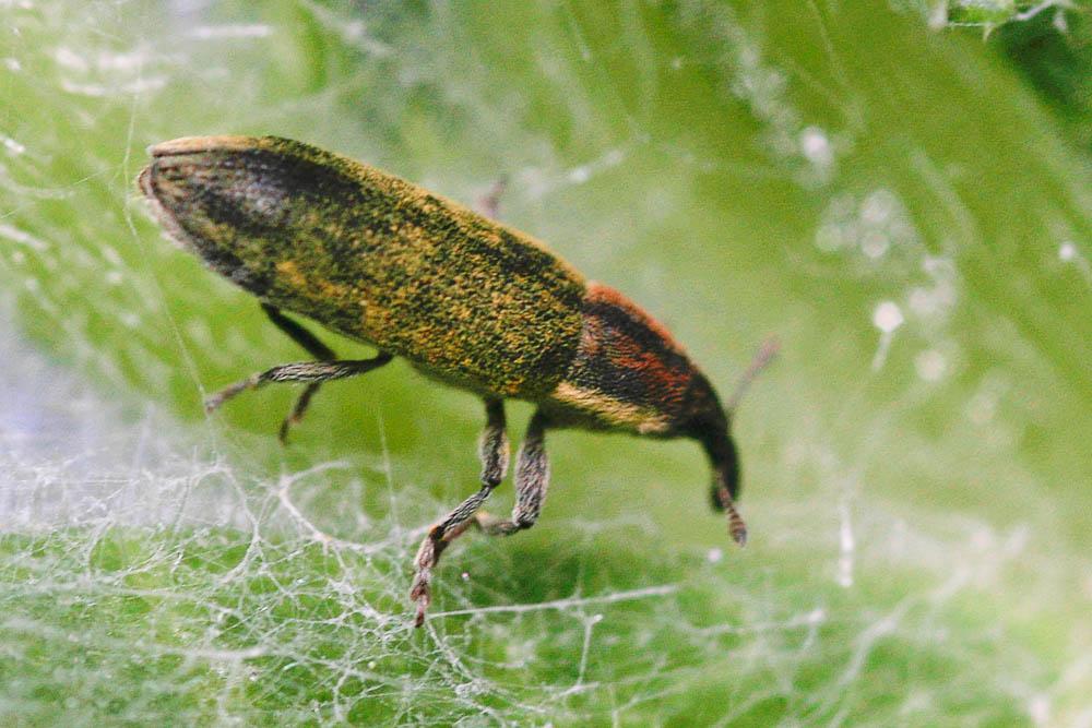 Lixus filiformis (Fabricius, 1781)