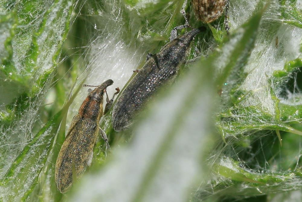 Lixus filiformis (Fabricius, 1781)