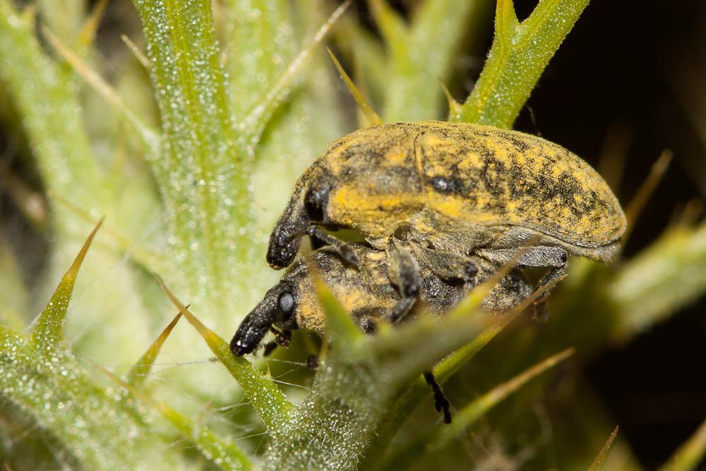  Larinus scolymi (Olivier, 1807)