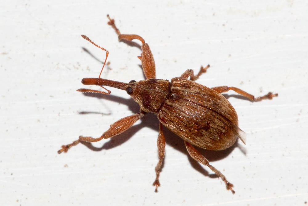 Anthonomus rectirostris (Linnaeus, 1758)