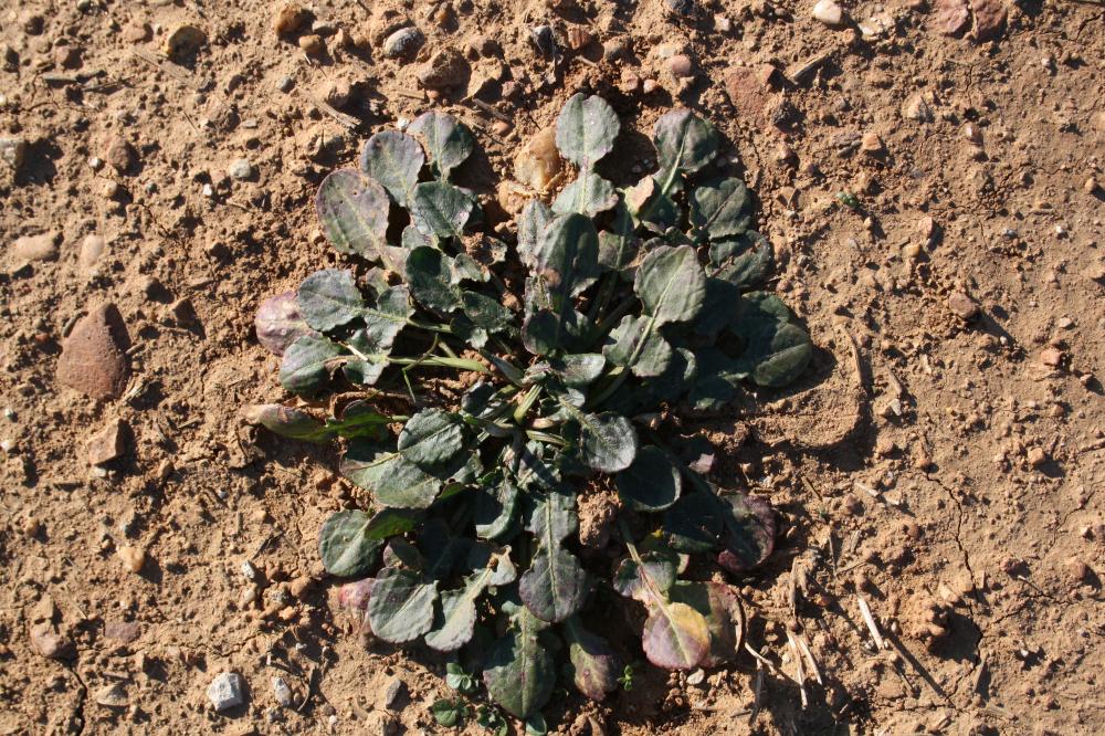Patience élégante, Rumex joli Rumex pulcher L., 1753