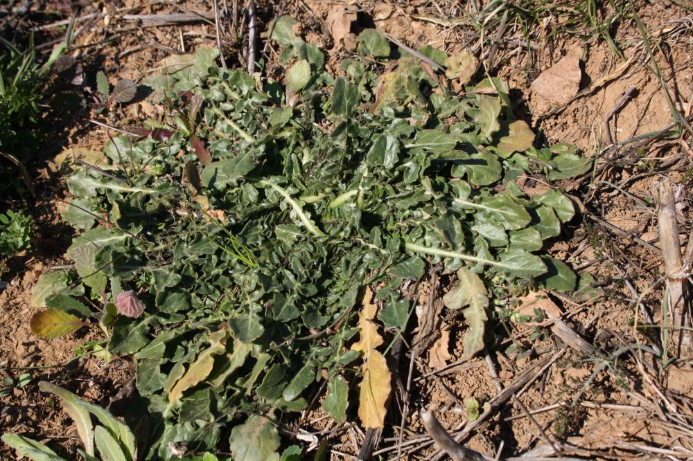 Urosperme de Daléchamps Urospermum dalechampii (L.) Scop. ex F.W.Schmidt, 1795