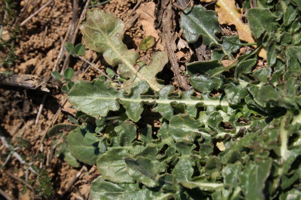 Urosperme de Daléchamps Urospermum dalechampii (L.) Scop. ex F.W.Schmidt, 1795
