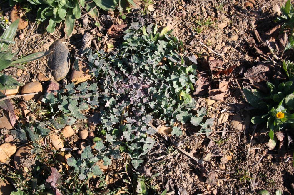 Laiteron rude, Laiteron piquant Sonchus asper (L.) Hill, 1769
