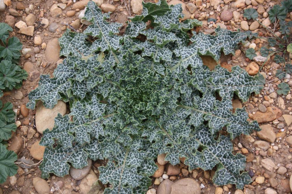 Chardon marie, Chardon marbré Silybum marianum (L.) Gaertn., 1791