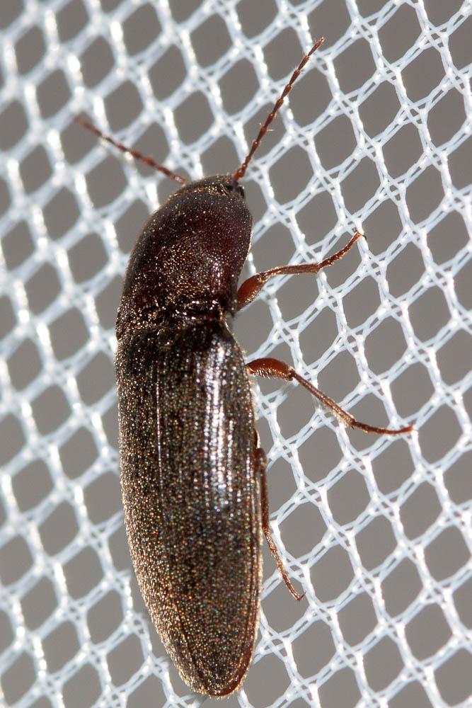  Melanotus crassicollis (Erichson, 1841)
