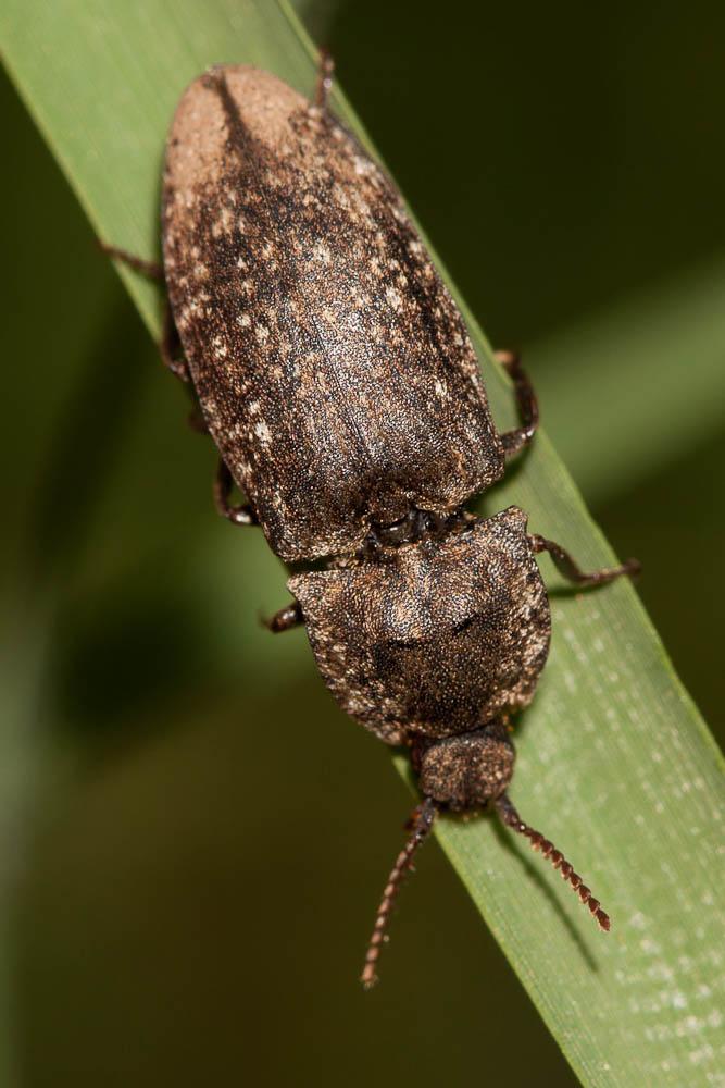 Taupin à plaques velues Agrypnus murinus (Linnaeus, 1758)