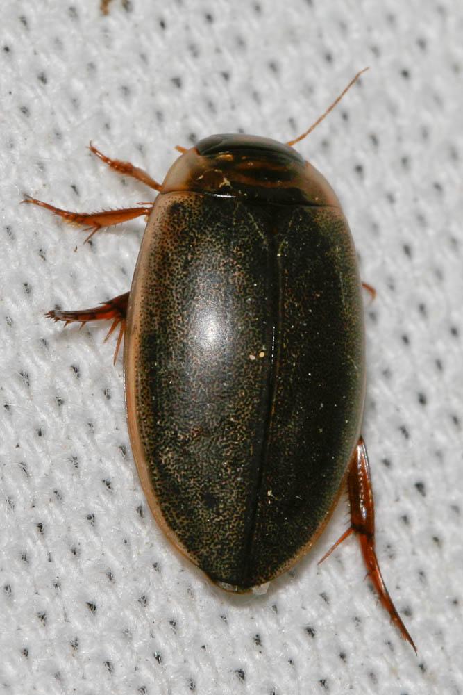 Ditique picoté Rhantus suturalis (W.S. MacLeay, 1825)