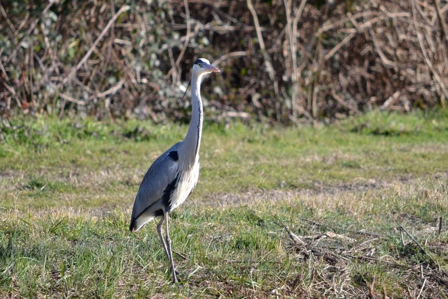 Héron cendré Ardea cinerea Linnaeus, 1758