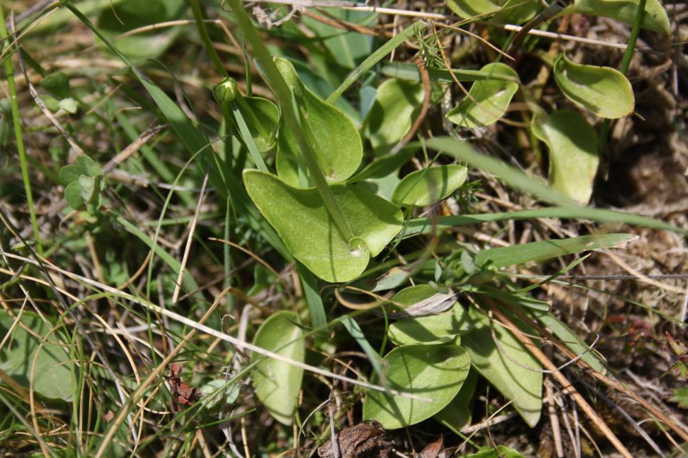 Parnassie des marais, Hépatique blanche Parnassia palustris L., 1753