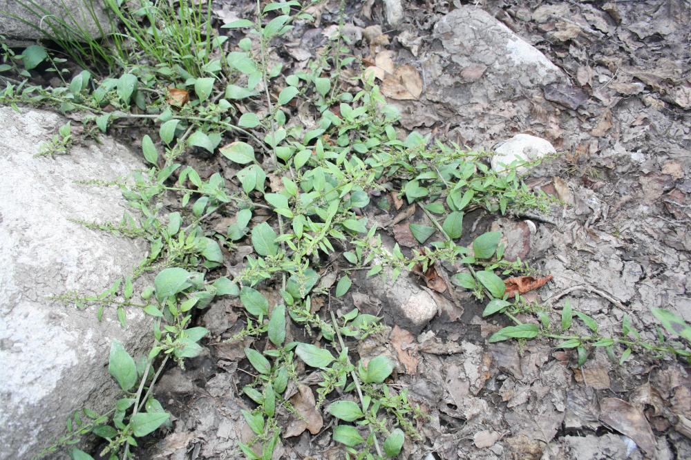 Limoine Lipandra polysperma (L.) S.Fuentes, Uotila & Borsch, 2012
