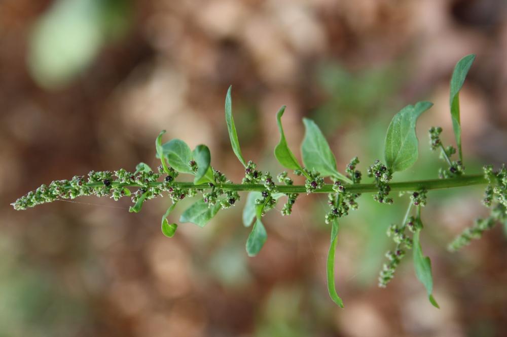 Limoine Lipandra polysperma (L.) S.Fuentes, Uotila & Borsch, 2012