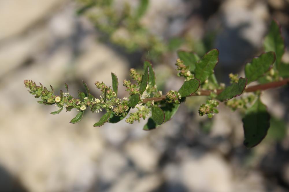 Chénopode fausse Ambroisie Dysphania ambrosioides (L.) Mosyakin & Clemants, 2002
