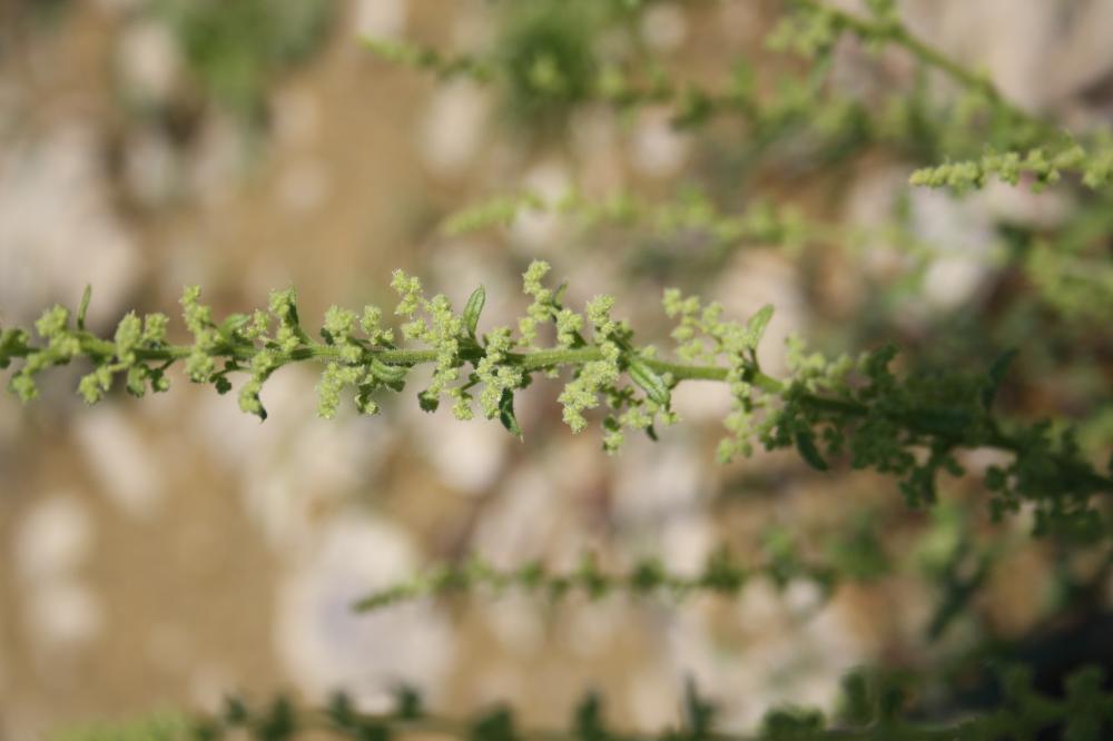 Chénopode à grappes Dysphania botrys (L.) Mosyakin & Clemants, 2002