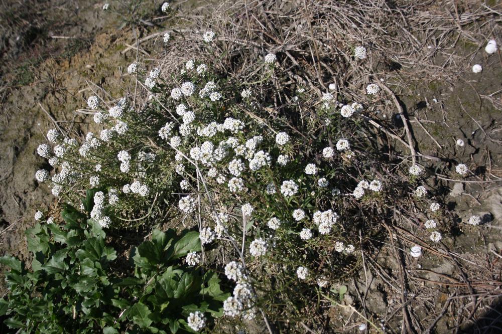Lobulaire maritime, Alysse maritime Lobularia maritima (L.) Desv., 1815