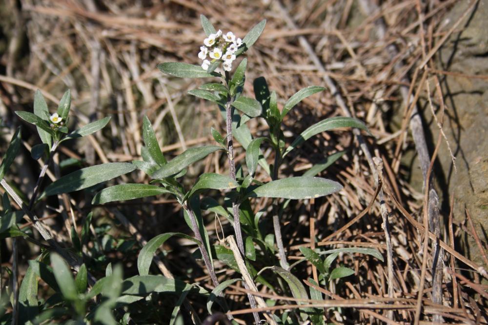 Lobulaire maritime, Alysse maritime Lobularia maritima (L.) Desv., 1815