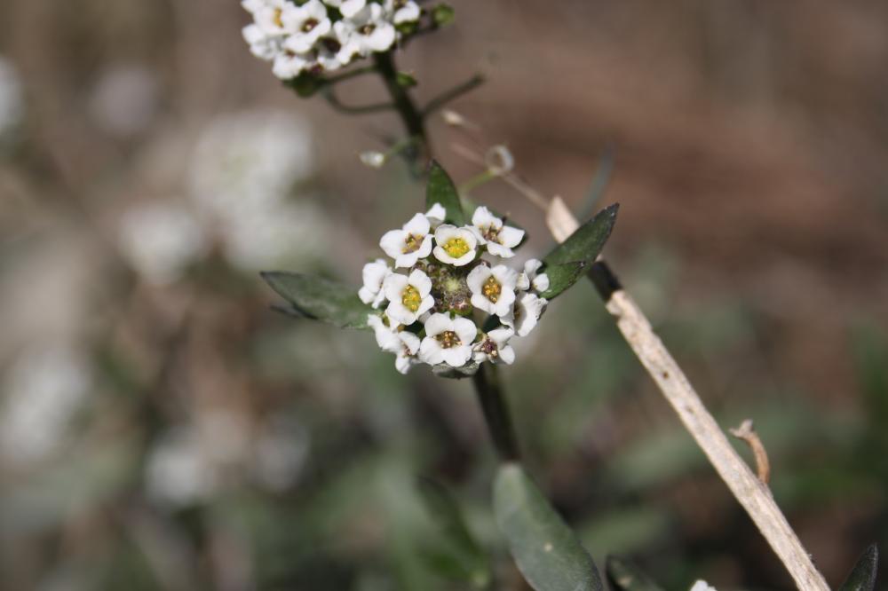 Lobulaire maritime, Alysse maritime Lobularia maritima (L.) Desv., 1815