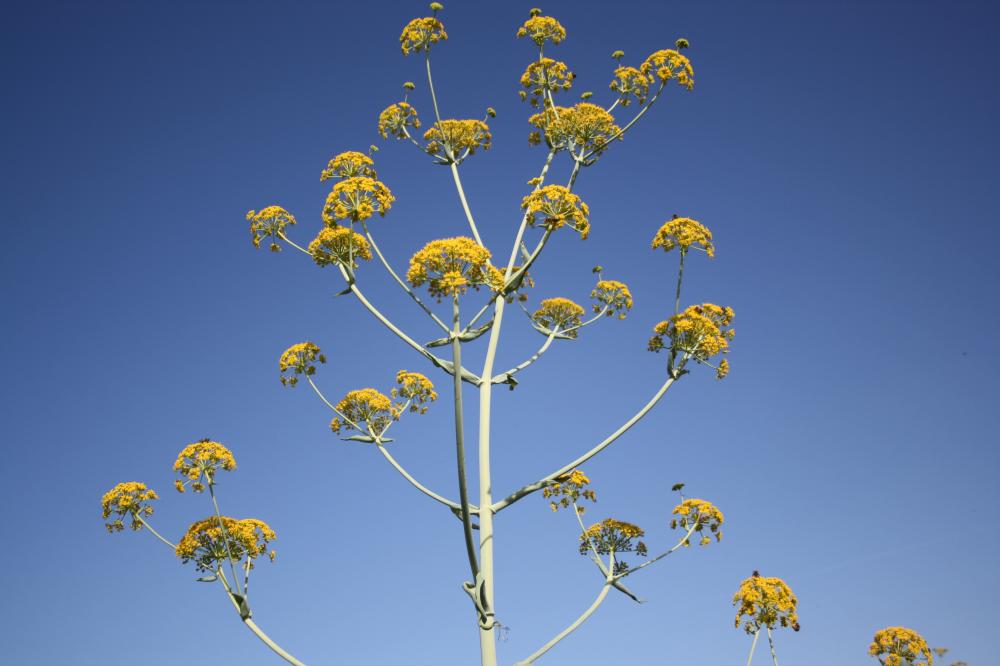Ferule commune, Pamelier Ferula communis L., 1753