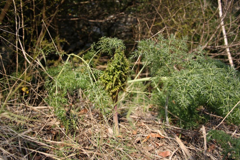 Ferule commune, Pamelier Ferula communis L., 1753