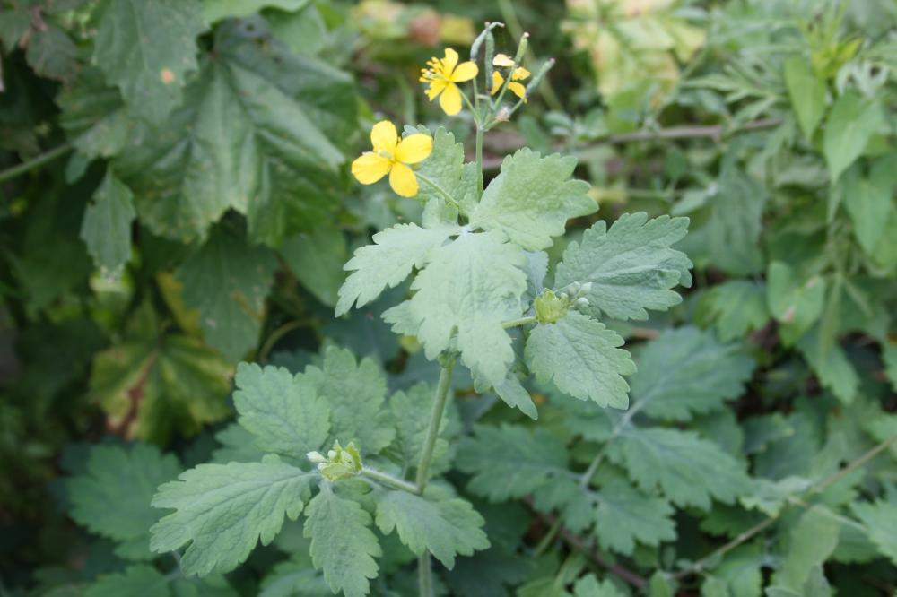 Grande chélidoine, Herbe à la verrue, Éclaire Chelidonium majus L., 1753