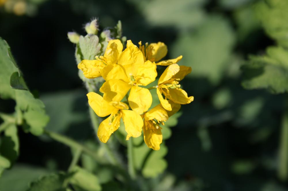 Grande chélidoine, Herbe à la verrue, Éclaire Chelidonium majus L., 1753