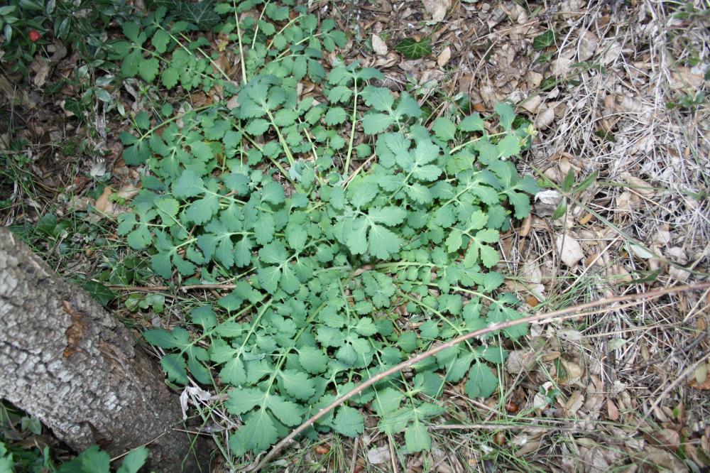 Grande chélidoine, Herbe à la verrue, Éclaire Chelidonium majus L., 1753