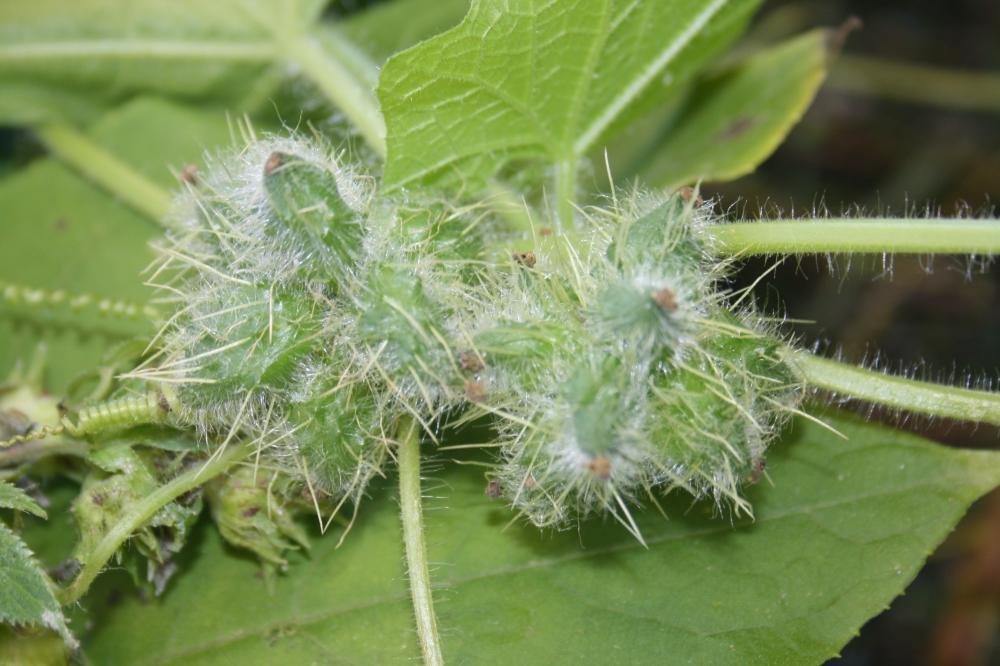 Sicyos anguleux, Concombre anguleux Sicyos angulata L., 1753