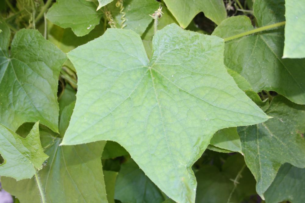 Sicyos anguleux, Concombre anguleux Sicyos angulata L., 1753